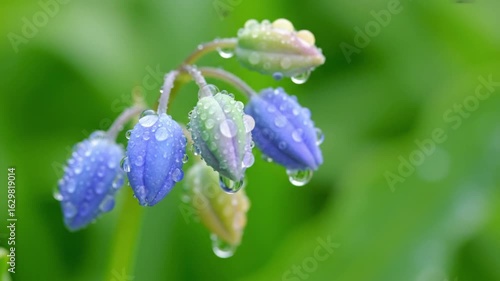 Scilla blossoms in varying shades of blue and green beaded with water droplets against a soft green background