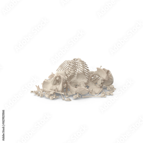 Animal Skeleton Bones Pile Isolated on Transparent Background