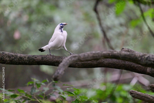 Photography Bali Myna (Leucopsar rothschildi) perched on wooden rail with blurred green background in Hong Kong