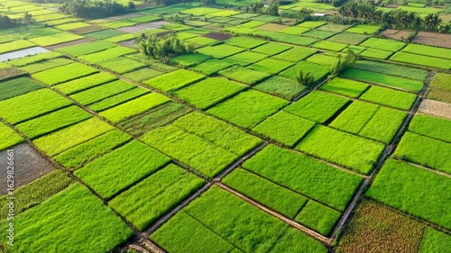 Aerial View of Lush Green Rice Fields in Asia - Agriculture Landscape