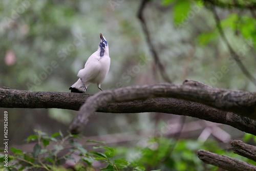 Photography Bali Myna (Leucopsar rothschildi) perched on wooden rail with blurred green background in Hong Kong
