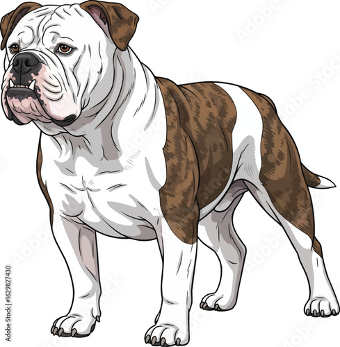 American bulldog vector illustration with muscular build wrinkled face