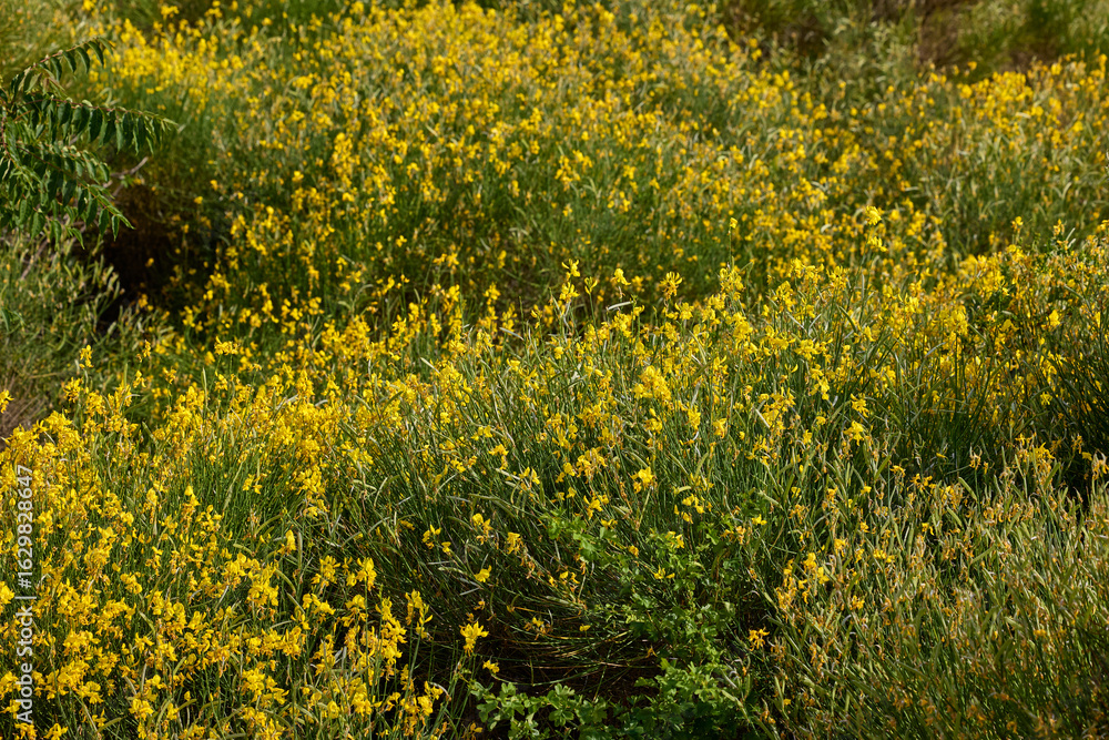 Obraz premium Field of yellow wildflowers in bloom