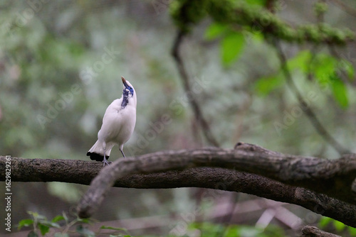 Canvas Print Bali Myna (Leucopsar rothschildi) perched on wooden rail with blurred green background in Hong Kong