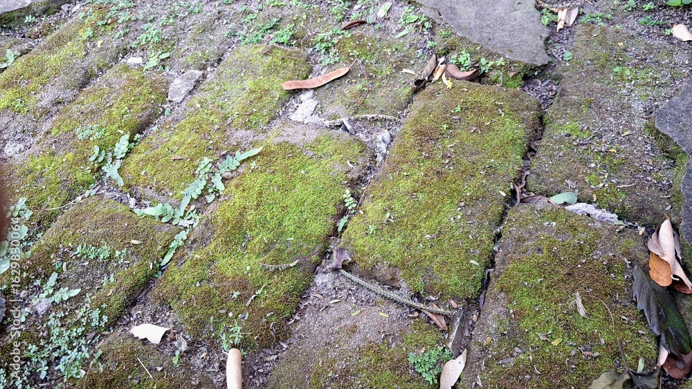 Obraz premium Green moss on aged bricks creates a natural and organic texture, forming a mossy brick wall background with a weathered and ancient appearance