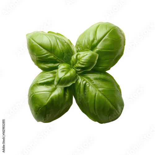 Fresh green basil leaves, vibrant and aromatic, perfect for culinary use. Isolated on a white background, showcasing the leaves' glossy texture and unique shape.