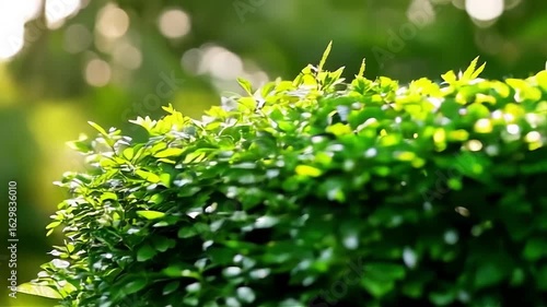 Closeup of lush green hedge with sunlight filtering through leaves in bright outdoor setting