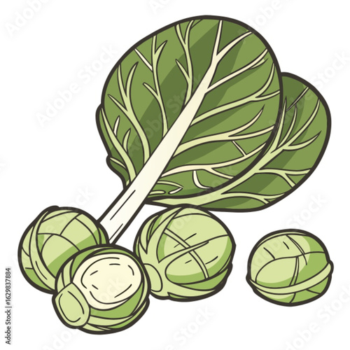 brussels sprouts on white background