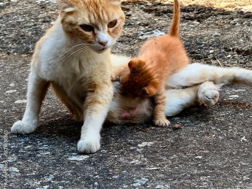 Photography Close-Up of Ginger European Street Cat Nursing Kitten on Pavement