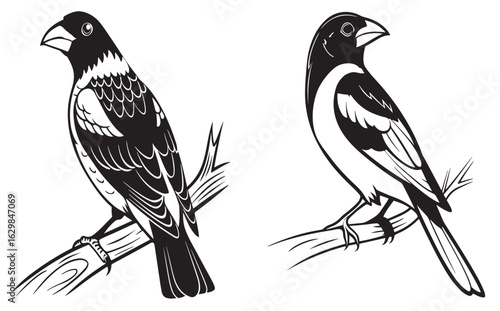 Black head grosbeak bird silhouette vector style with white background.
