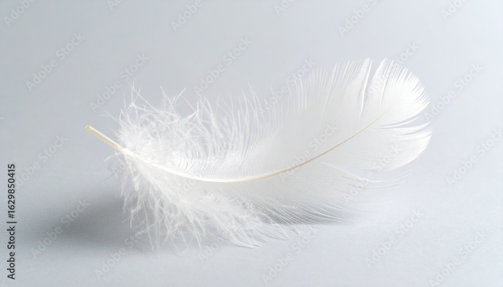 Obraz premium Single White Feather