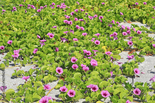 Pink and purple flowers of the Railroad Vine, growing on Sanibel Island, Florida, also known as (Ipomoea pes-caprae subsp. brasiliensis) an evergreen salt tolerant perennial growing on sand dunes. 