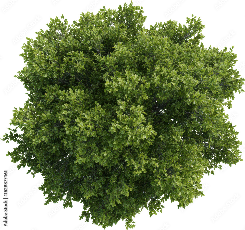 Obraz premium Isolated green tree with round foliage on transparent background for decoration