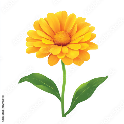 a calendula flower