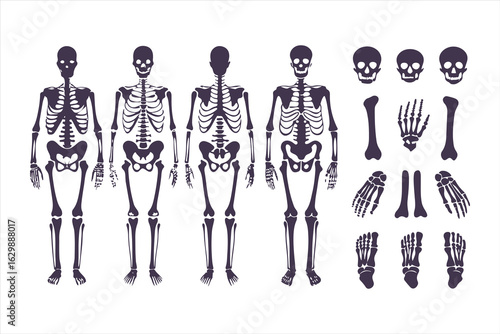 Human skeletal anatomy set showing different body types. Vector illustration of skeletons with varying BMI for medical infographics or obesity concepts.