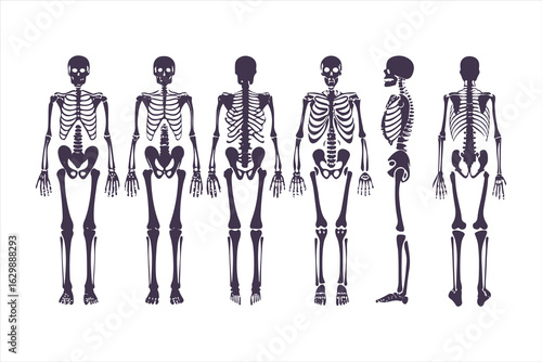 Human skeletal anatomy set showing different body types. Vector illustration of skeletons with varying BMI for medical infographics or obesity concepts.