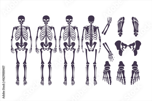 Human skeletal anatomy set showing different body types. Vector illustration of skeletons with varying BMI for medical infographics or obesity concepts.