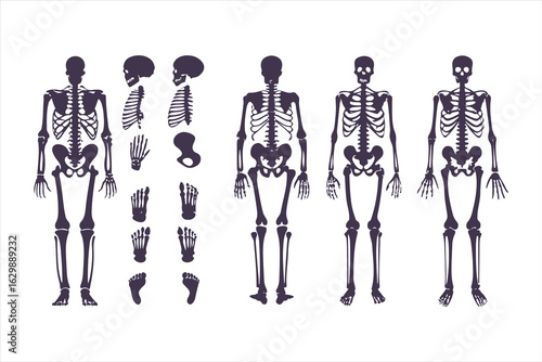 Human skeletal anatomy set showing different body types. Vector illustration of skeletons with varying BMI for medical infographics or obesity concepts.