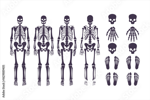 Human skeletal anatomy set showing different body types. Vector illustration of skeletons with varying BMI for medical infographics or obesity concepts.