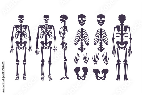 Human skeletal anatomy set showing different body types. Vector illustration of skeletons with varying BMI for medical infographics or obesity concepts.