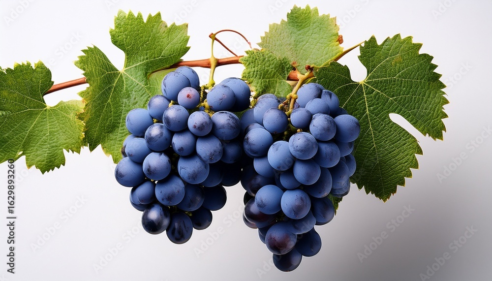 Obraz premium lush green grapevine with ripe blue grapes showcasing nature s bounty against a white background