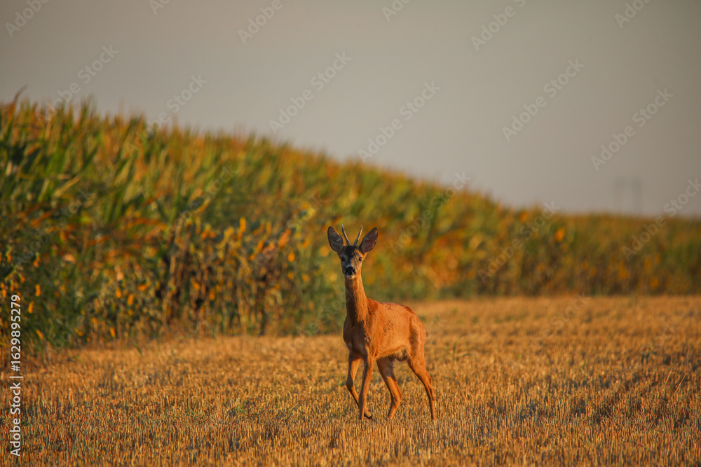 Naklejka premium roe deer