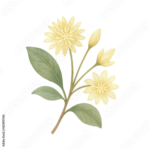 Pikul Flower – Thai Watercolor Botanical Illustration (PNG)