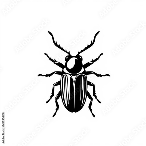 Common Furniture Beetle Animal Animation