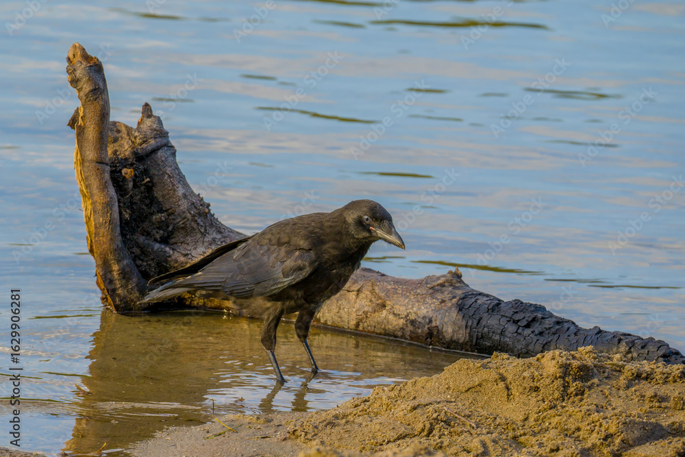Fototapeta premium Carrion crow and tree trunk in water at water's edge