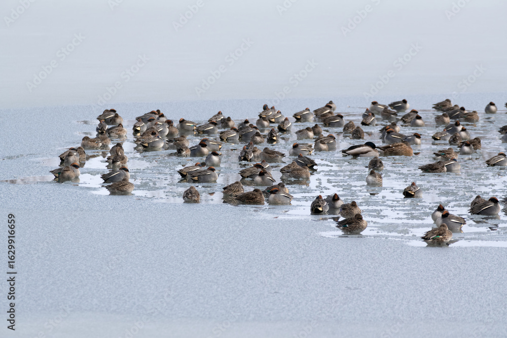 Fototapeta premium A flock of ducks gathering on a frozen pond