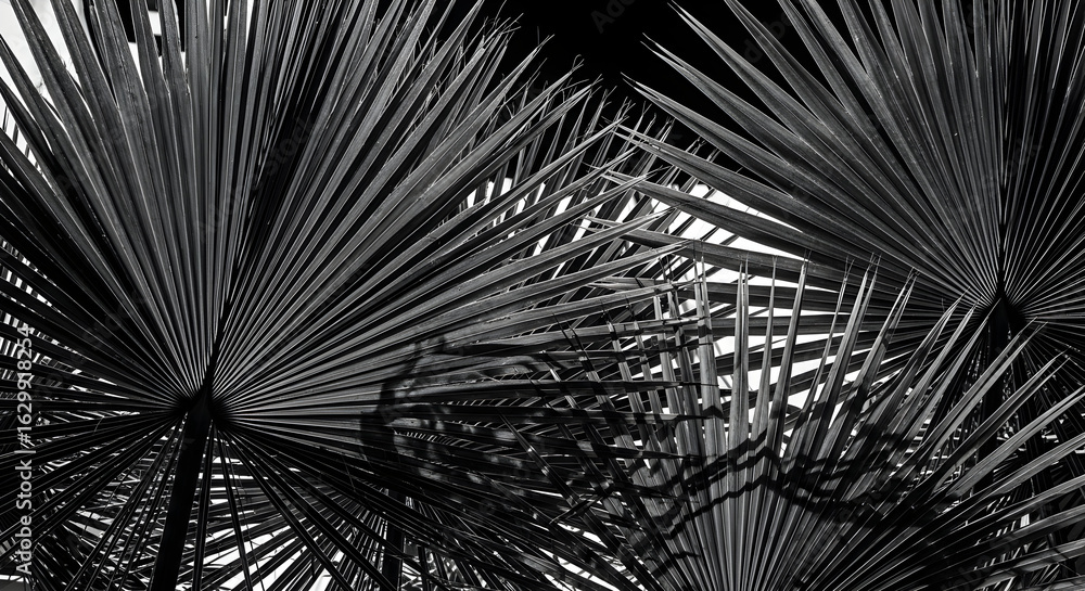 Fototapeta premium Black and white palm frond details