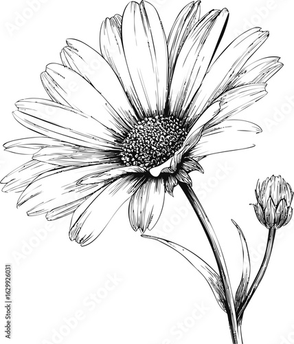 Black and white sketch of a daisy flower with detailed petals and bud. Vector illustration