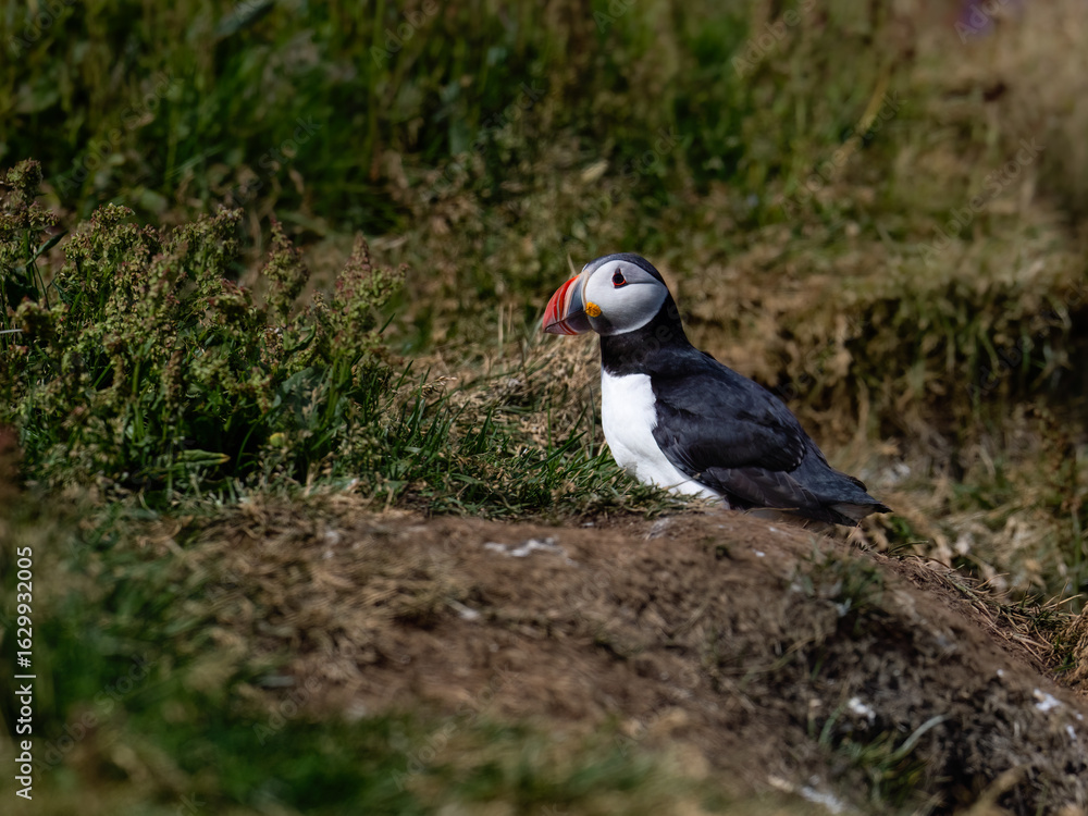 Obraz premium Atlantic Puffin Standing in Grassland Habitat