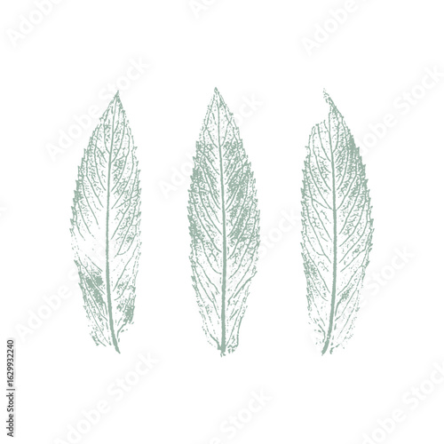 Mint Mentha Piperita imprint stamp set leaves. Silhouette green on white background.