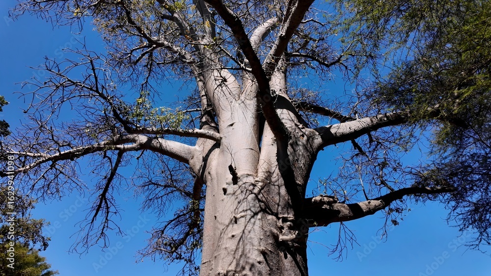 Obraz premium Scenic Baobab In Victoria Falls Matabeleland North Zimbabwe. Famous Century-Old And Big Tree In The Stunning Landscape. Nature Dramatic Sky Sky Forest. Agro Sky Panorama.