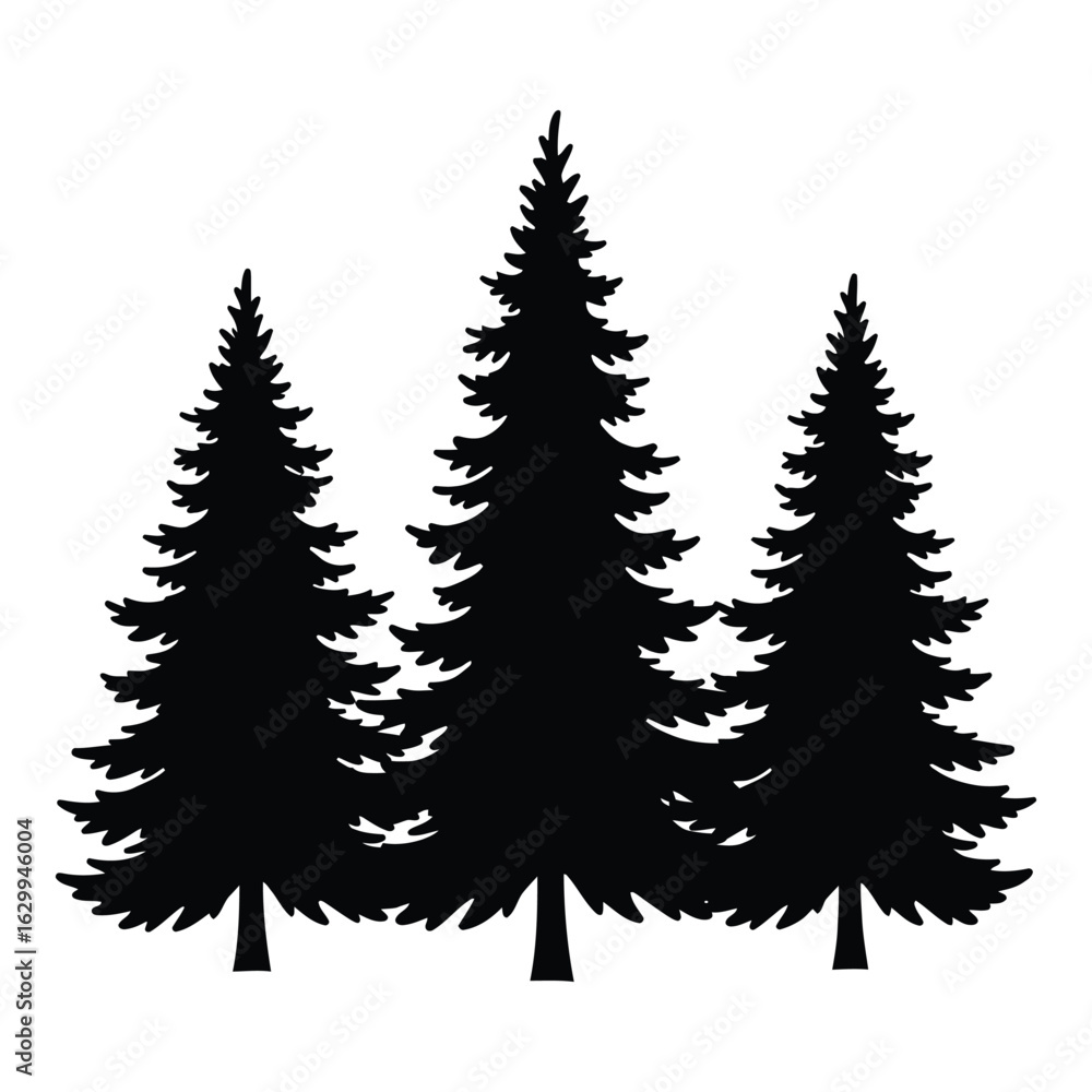 Fototapeta premium Three tall evergreen fir trees in silhouette against a white background