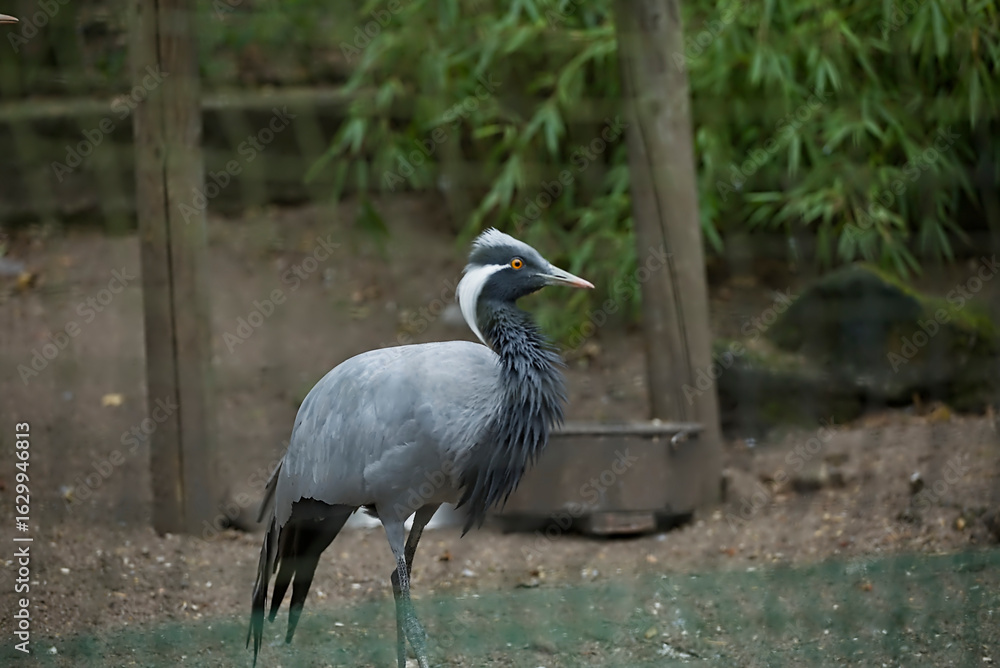 Fototapeta premium Demoiselle Crane, caged and sad