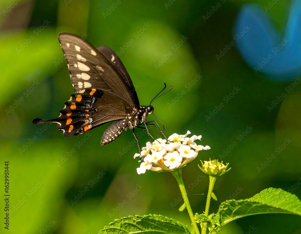 Fototapeta premium Close-up of a butterfly on a flower (3)