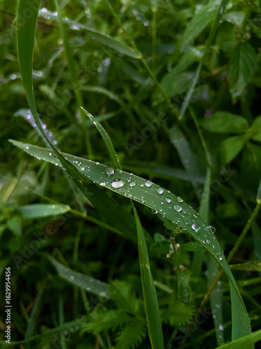 grass, dew, rain, water drops, freshness, nature