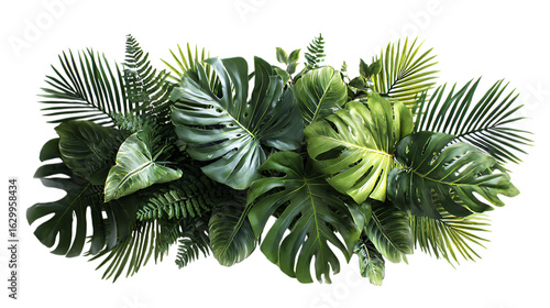 A vibrant assortment of lush tropical foliage, including large monstera leaves with characteristic splits, feathery palm fronds, and other varied green plants.
