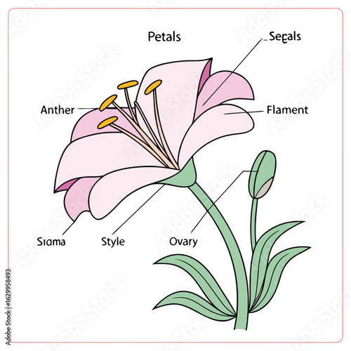 Detailed diagram illustrating the anatomy of a lily flower with labeled parts silhouette