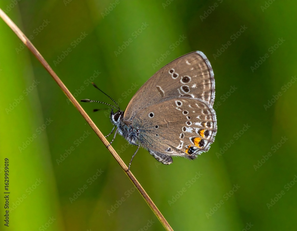custom made wallpaper toronto digitalClose-up of a butterfly perched on a stem