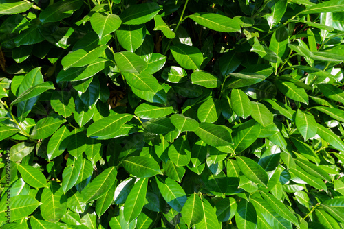 green cherry laurel leaves as a background, illuminated by bright sunlight