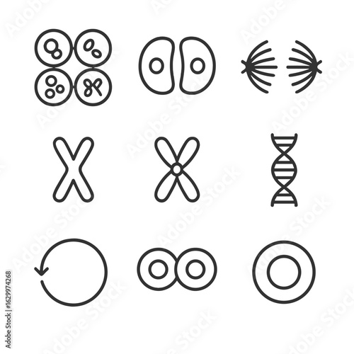 Cell Division Icons. Outline icon set of cell reproduction: mitosis stages, cytokinesis, spindle fibers, chromosome, centromere,