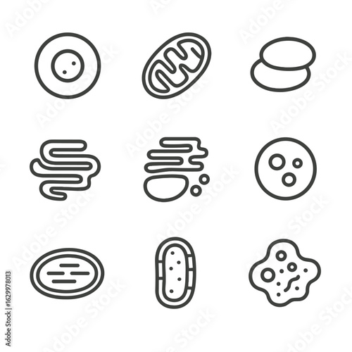 Cell Organelle Icons. Outline icon set of cell organelles: nucleus, mitochondria, ribosome, endoplasmic reticulum, Golgi apparatus