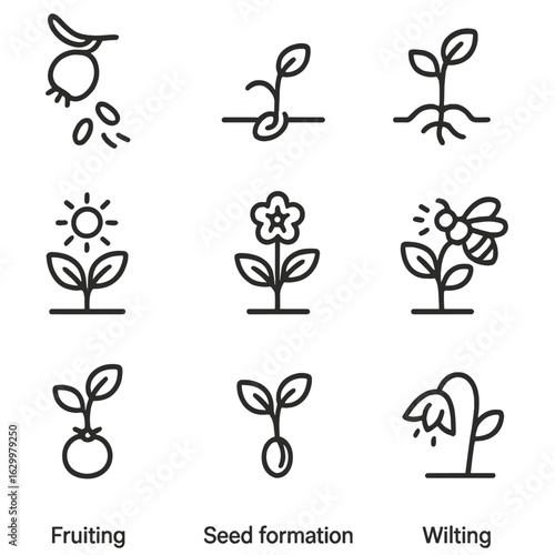 Botany Life Cycle Icons. Outline icon set of botany life cycle: seed dispersal, germination, seedling,