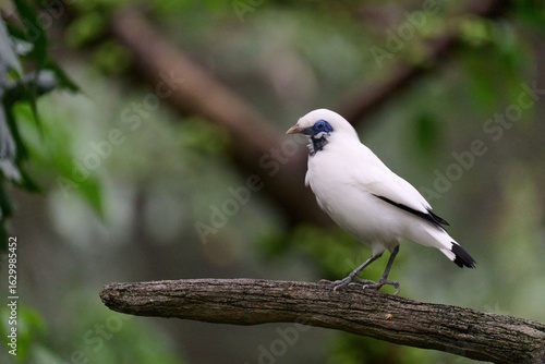 Photography Bali Myna (Leucopsar rothschildi) perched on wooden rail with blurred green background in Hong Kong