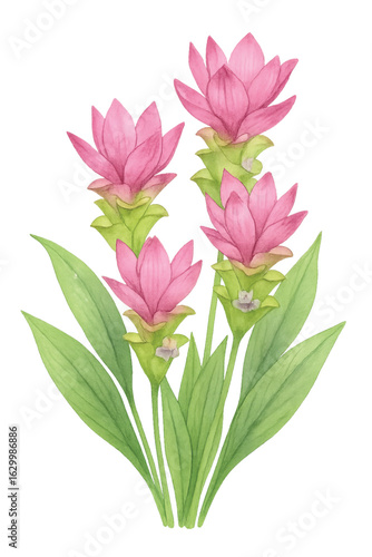 Wallpaper Mural Curcuma Flower Bouquet – Watercolor Siam Tulip Clipart (PNG) Torontodigital.ca