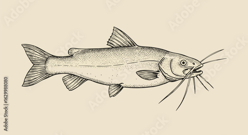 Vintage catfish illustration in a hand-drawn engraving style. Aquatic animal vector art for seafood or fishing themes.