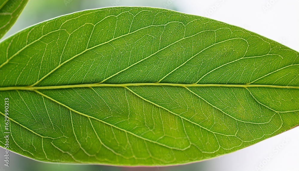 Obraz premium vibrant green leaf on a transparent background showcasing intricate veins and natural beauty perfect for eco friendly designs botanical themes and nature inspired projects